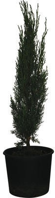 Mittelmeer-Zypresse 'Totem' FloraSelf Cupressus sempervirens 'Totem' H 60-70cm Co 3 L