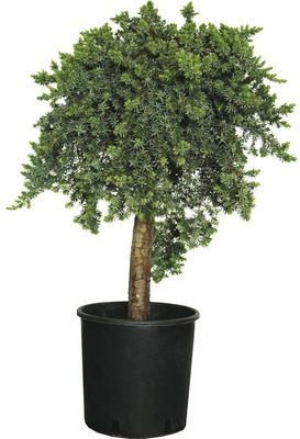 Wacholder FloraSelf Juniperus conferta 'Blue Pacific' Stämmchen Co 12L