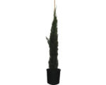 Hornbach Mittelmeer-Zypresse 'Totem' FloraSelf Cupressus sempervirens 'Totem' H 150-170 cm Co 18 L
