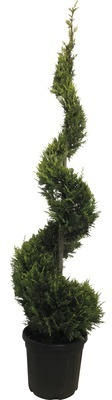 Gelbe Leyland-Zypresse FloraSelf Cupressocyparis leylandii 'Castlewellan Gold' Spirale H 175-200 cm Co 30L