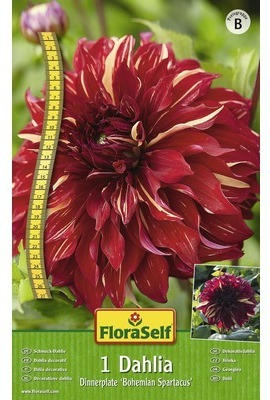 FloraSelf® Blumenzwiebel Dahlie 'Bohemian Spartacus' rot-schwarz 1 Stk