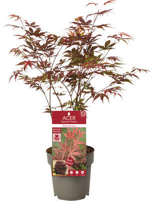 Roter Fächerahorn Acer palmatum 'Atropurpureum' H 30-40 cm T 15 cm