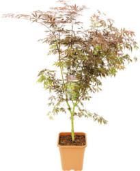 Fächerahorn Acer palmatum 'Sumi Nagashi' H 80-100 cm Co 14 L viereckig