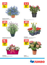 Jumbo Angebote