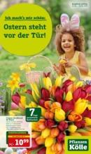 Pflanzen-Kölle Gartencenter Pflanzen Kölle: Ostern steht vor der Tür! - bis 09.04.2023