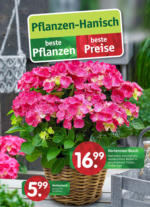 Pflanzen Hanisch Pflanzen Hanisch: Beste Pflanzen, beste Preise - bis 26.05.2023