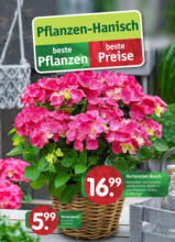 Pflanzen Hanisch: Beste Pflanzen, beste Preise