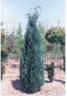 Heckenpflanze Blaue Säulenscheinzypresse 'Columnaris' 80/100 cm mit Wurzelballen ab 10 Stück