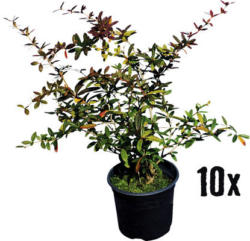 Heckenpflanze Großblättrige Berberitze/Berberis julinae 30/40 cm 3 L-Topf ab 10 Stück