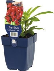 Bartnelke FloraSelf Dianthus barbatus 'Barbarini Red' H 20-25 cm Co 0,5 L