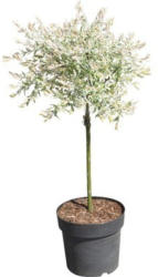 Weißbunte Weide FloraSelf Salix integra "Hakuro Nishiki" Halbstamm 40 cm H 60-100 cm Co 6 L