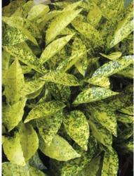 Aucube FloraSelf Aucuba japonica 'Crotonifolia' H 40-50 cm Co 4,5 L