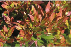 Traubenmyrthe FloraSelf Leucothoe fontanesiana 'Little Flames'® H 30-40 cm Co 6 L