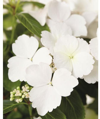 Girlanden-Hortensie FloraSelf Hydrangea Runaway Bride ® 'Snow White' H 40-50 cm Co 3,5 L