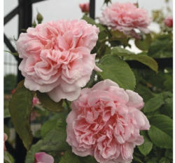 Kletterrose Rosa 'Rose de Tolbiac' H 60-80 cm Co 5 L
