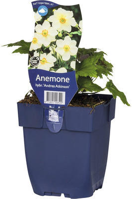 Herbst-Anemone FloraSelf Anemone hybrida 'Andrea Atkinson' H 10-40 cm Co 0,5 L