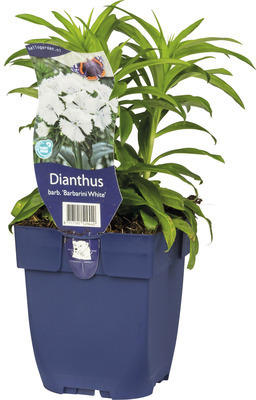 Bartnelke FloraSelf Dianthus barbatus 'Barbarini' H 5-30 cm Co 0,5 L