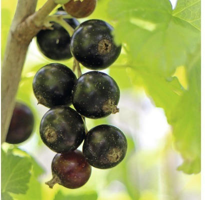 Schwarze Johannisbeere Hof:Obst Ribes nigrum 'Bona' ® H 30-40 cm Co 3,4 L