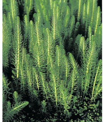Gemeiner Tannenwedel FloraSelf Hippuris vulgaris H 10-20 cm Co 0,6 L