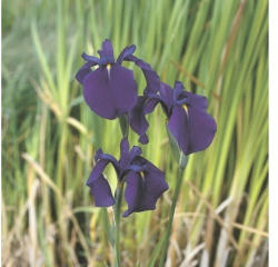 Japanische Schwertlillie FloraSelf Iris kaempferi Ø 9 cm Topf