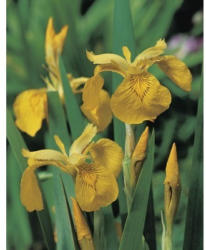 Wasserschwertlillie FloraSelf Iris pseudocorus Ø 9 cm Topf