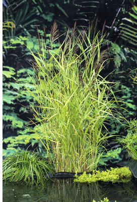 Schilfrohr FloraSelf Phragmites australis H 10-100 cm Co 0,6 L