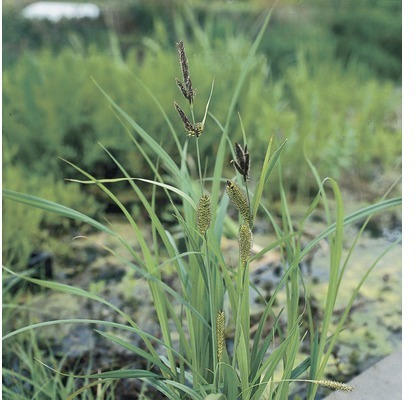 Ufersegge FloraSelf Carex riparia H 10-70 cm Co 3 L