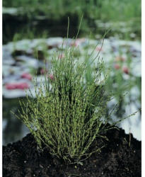 Schachtelhalm FloraSelf® Equisetum scirpoides H 5-15 cm Co 0,3 L