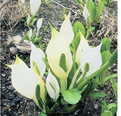 Weiße Scheinkalla FloraSelf Lysichiton camtschatcensis H 10-60 cm Co 0,6 L