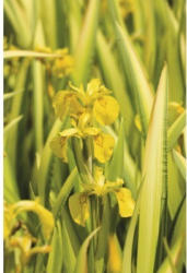 Sumpfschwertlilie FloraSelf Iris pseudacorus 'Variegata' H 10-70 cm Co 0,6 L