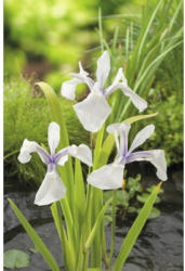 Sumpfiris FloraSelf Iris laevigata 'Snowdrift' Ø 9 cm Topf