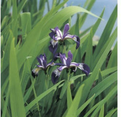 Sumpfiris FloraSelf Iris versicolor Ø 18 cm Topf