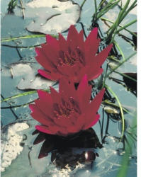 Seerose Nymphaea 'Escarboucle' H 10-20 cm