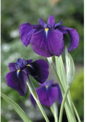 Wasserschwertlilie FloraSelf Iris kaempferi 'Variegata' H 10-60 cm Co 3 L