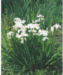 Wasserschwertlilie FloraSelf Iris kaempferi H 10-60 cm Co 0,6 L