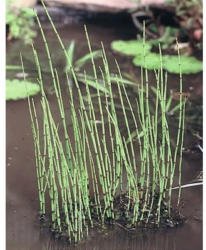 Teichschachtelhalm FloraSelf Equisetum fluviatile H 5-40 cm Co 0,6 L