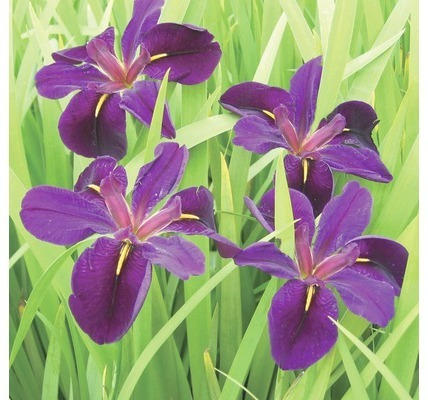 Schwertlilie FloraSelf Iris-Cultivars 'Black Gamecock' H 10-60 cm Co 0,6 L