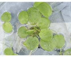Froschbiss FloraSelf Limnobium spangia H 2-5 cm Co 1 L