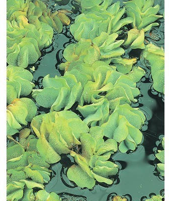 Gemeiner Schwimmfarn FloraSelf Salvinia natans H 2-5 cm Co 1 L