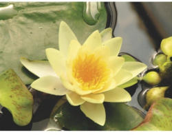 Seerose FloraSelf Nymphaea-Cultivars 'Yellow Sensation' H 5-30 cm Co 1 L