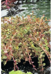 Indische Rotala FloraSelf Rotala indica H 5-15 cm Co 1 L