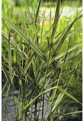 Buntblättriges Rohrglanzgras FloraSelf Phalaris arundinacea 'Picta' H 10-80 cm Co 0,6 L