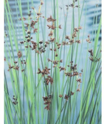 Teich-Binse FloraSelf Scirpus lacustris H 10-120 cm Co 0,6 L