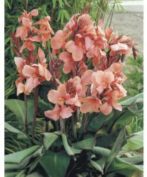 Blumenrohr FloraSelf Canna-Cultivars 'Pink' H 10-60 cm Co 3 L