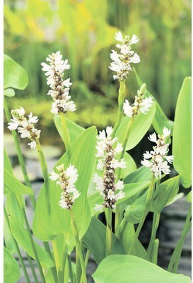 Hechtkrautweiss FloraSelf Pontederia cordata 'Alba' H 10-60 cm Co 3 L