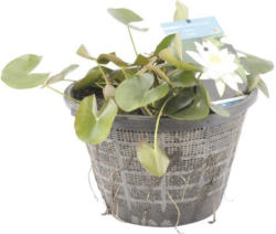 Mutterpflanze Seerose FloraSelf Nymphaea-Cultivars H 20-50 cm Co 22 L