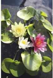 Mutterpflanze Seerose Trio FloraSelf Nymphaea-Cultivars H 20-50 cm Korb 22 L (3 Stk.)