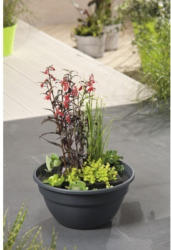 Miniteich FloraSelf mit Pflanzen inkl. Treibring Ø 40 cm Schale