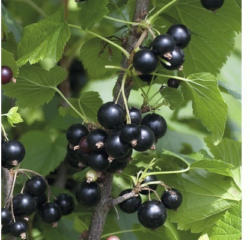 Schwarze Johannisbeere Hof:Obst Ribes nigrum 'Ben Tirran' ® H 30-40 cm Co 3,4 L