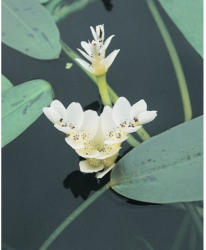 Wasserähre FloraSelf Aponogeton distachyos H 10-30 cm Co 0,6 L